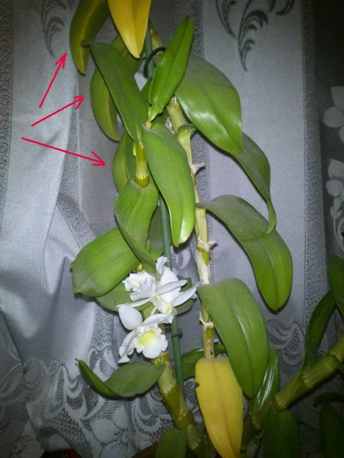 Zobacz Watek Dendrobium Nobile Zolkna Liscie