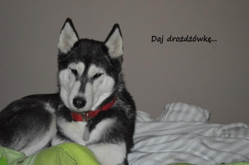 Obrazek