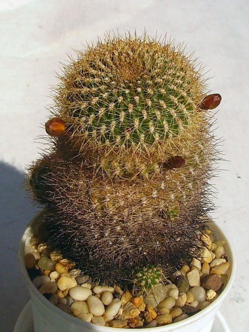 Obrazek