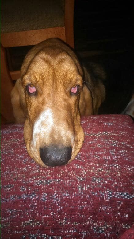 basset