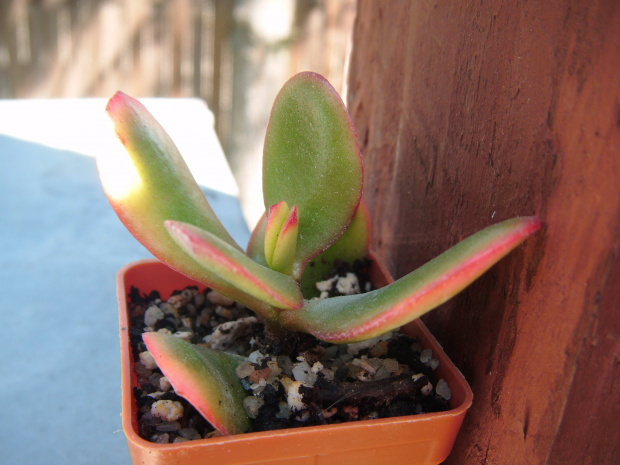 crassula