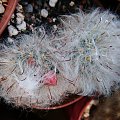 Mammillaria bocasana