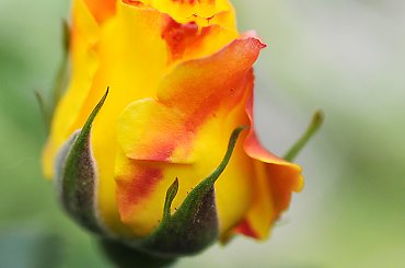 pak Rózy #kwiaty #ogrody #macro #Margarita