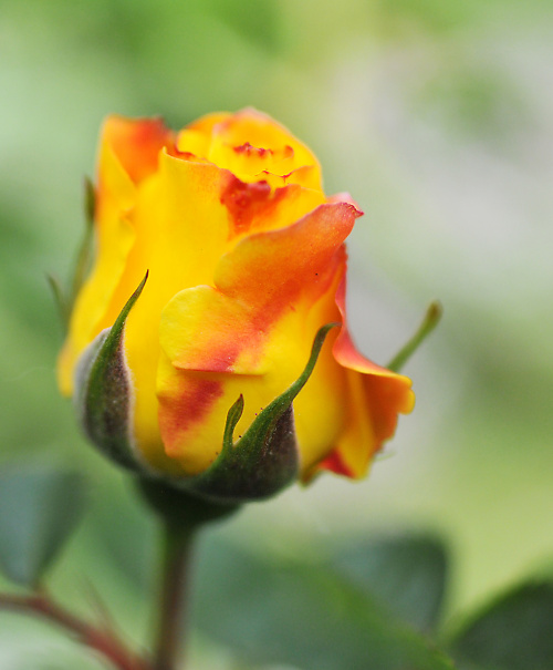 pak Rózy #kwiaty #ogrody #macro #Margarita