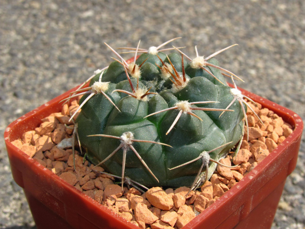 Gymnocalycium hinojitum MT 07-091