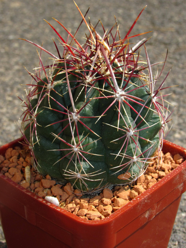 Thelocactus bicolor SB 424