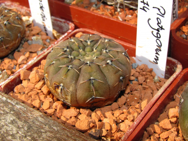 Gymnocalycium obductum STO 91-474