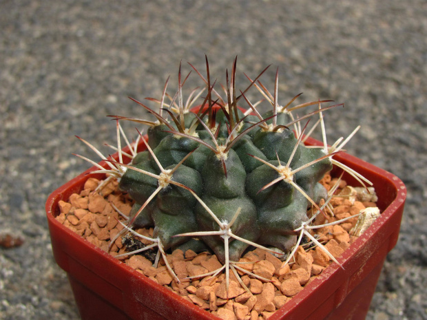 Gymnocalycium michoga