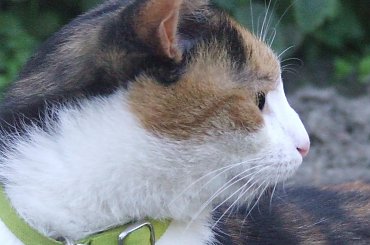 spacer z Lu #kot #koty #kwiatki #maj