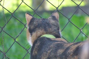 spacer z Lu #kot #koty #kwiatki #maj