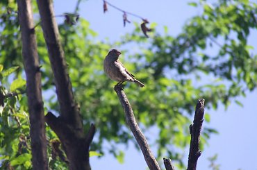 spacer z Lu #kot #koty #kwiatki #maj