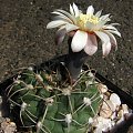 Gymnocalycium moserianum B 56