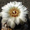 Gymnocalycium quehlianum