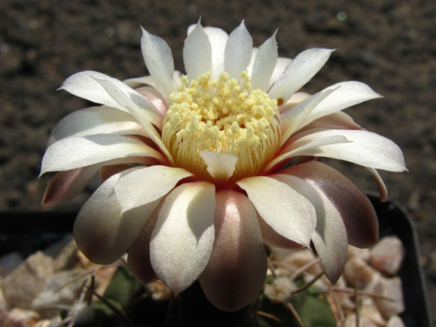 Gymnocalycium moserianum B 56