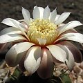 Gymnocalycium moserianum B 56