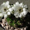 Gymnocalycium damsii