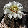 Gymnocalycium quehlianum