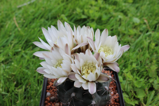 Gymnocalycium taningaense