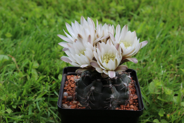 Gymnocalycium taningaense