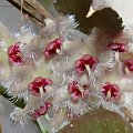 Hoya caudata