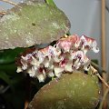 Hoya caudata