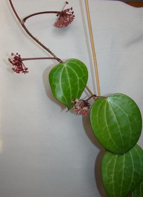 Hoya latifolia