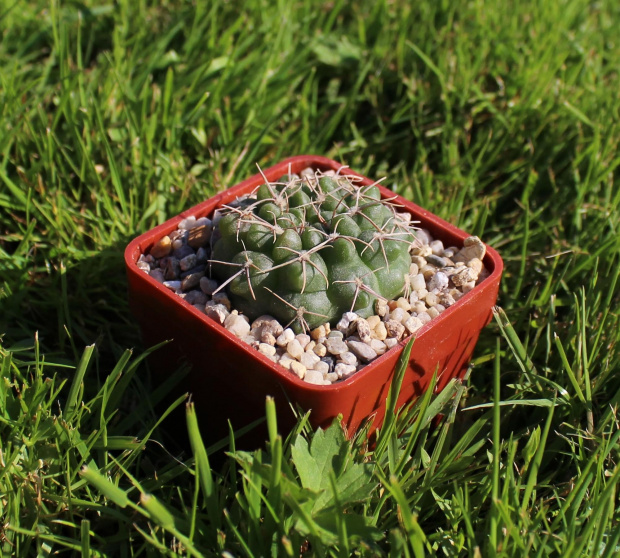 GYmnocalycium capillaense v. sigelianum CH 1300