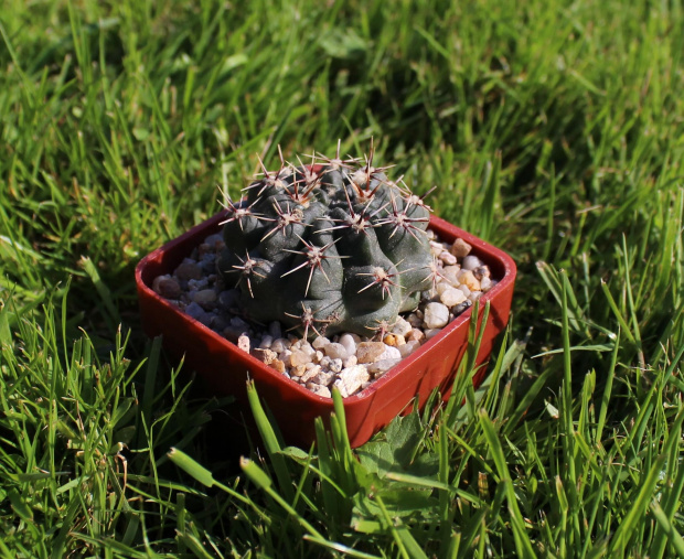 Gymnocalycium reductum v. leucodyction JPR 17/45