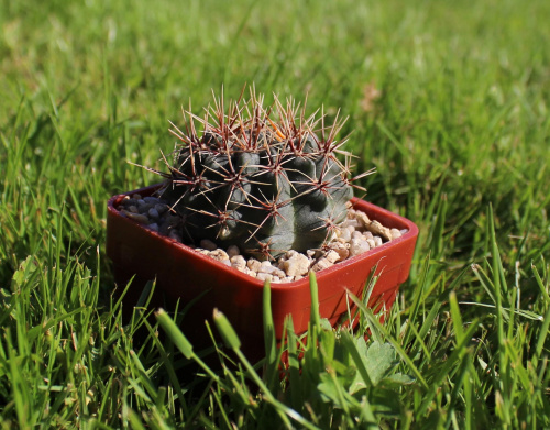 Gymnocalycium reductum JPR /48