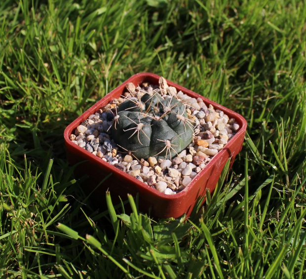 Gymnocalycium baldianum CH 1115