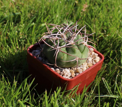 Gymnocalycium nigriareolatum v. simoi CH 1113a