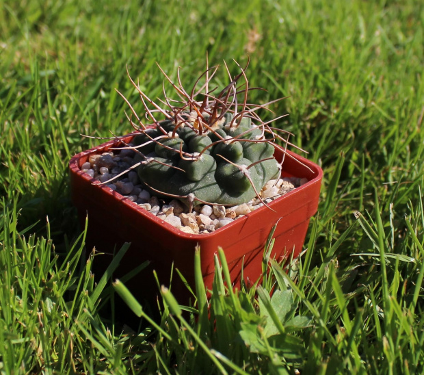 Gymnocalycium intertextum CH 1084