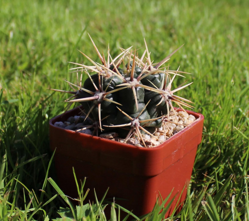 Gymnocalycium achirasense KL 025