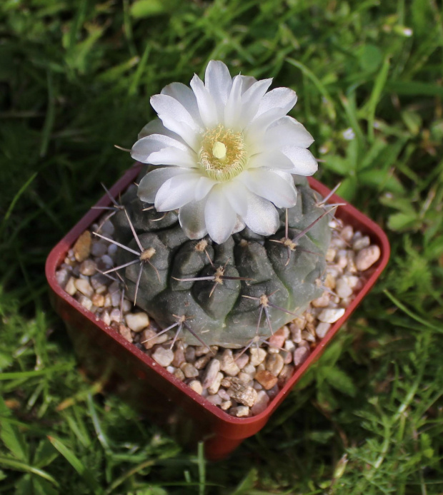 Gymnocalycium chubutense JPR 62/142