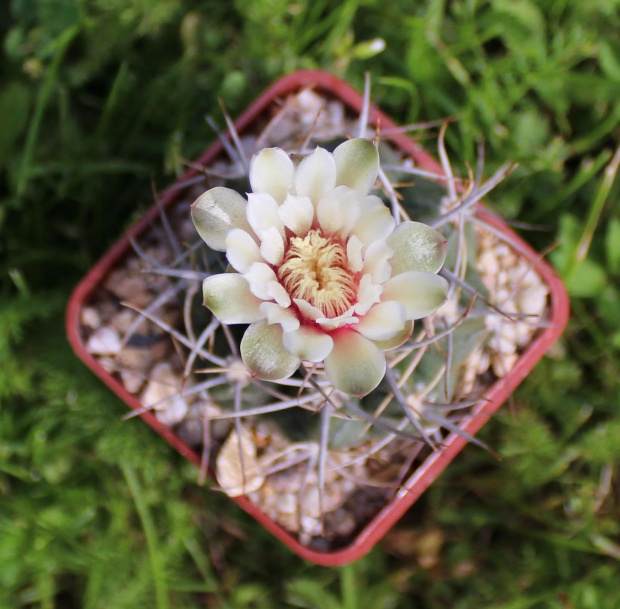 Gymnocalycium bicolor KL 281