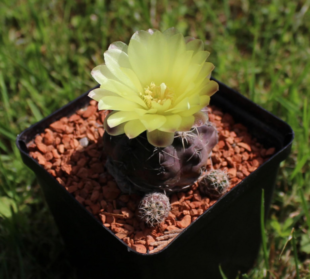 Gymnocalycium andreae P 199