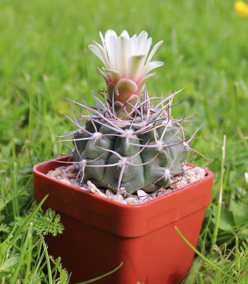 Gymnocalycium bicolor KL 281