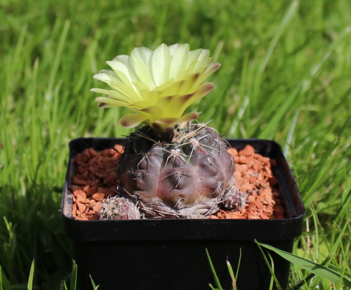 Gymnocalycium andreae P 199