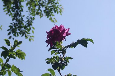 Lu #kot #koty #kwiatki #maj #popiół