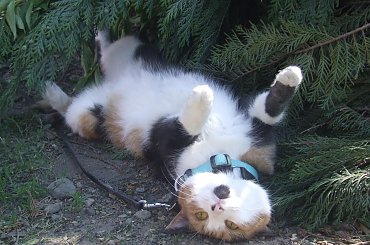 Lu #kot #koty #kwiatki #maj #popiół