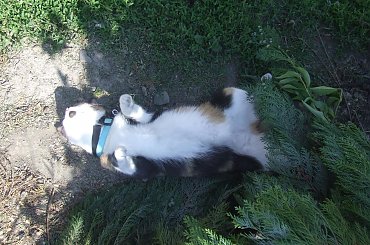 Lu #kot #koty #kwiatki #maj #popiół