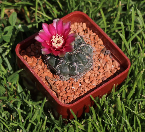 Gymnocalycium baldianum