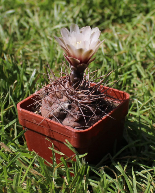 Gymnocalycium striglianum ssp. aeneum GN 90-120/893