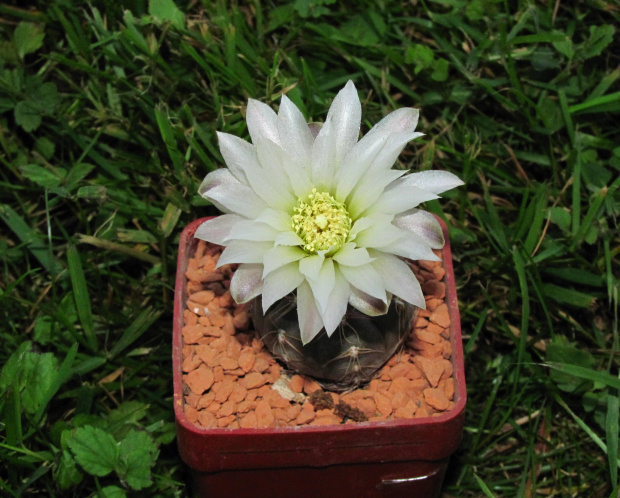 Gymnocalycium nataliae CH 1277