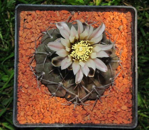 Gymnocalycium riojense