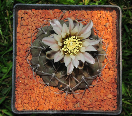 Gymnocalycium riojense