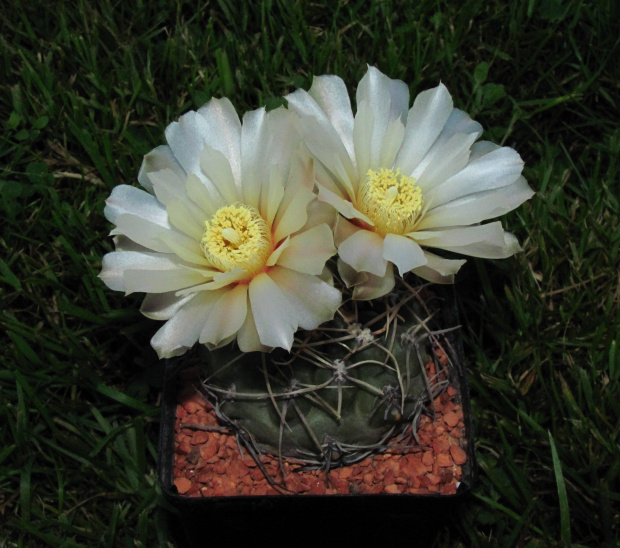 Gymnocalycium ochoterenae FB 742