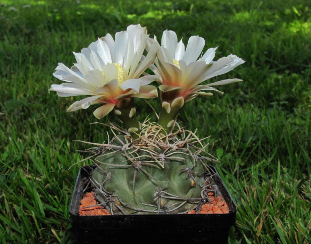 Gymnocalycium ochoterenae FB 742