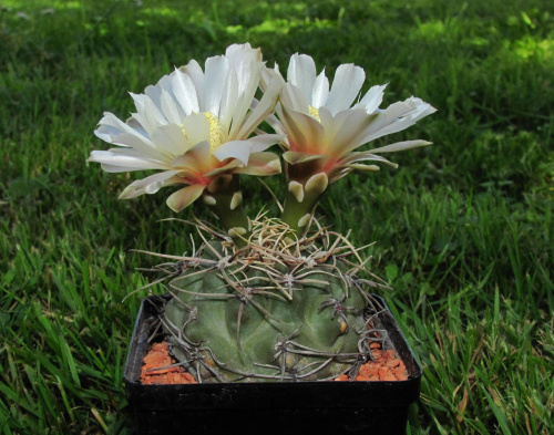 Gymnocalycium ochoterenae FB 742