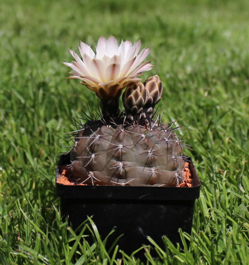 Gymnocalycium gibbosum var. chubutense JPR 36/89